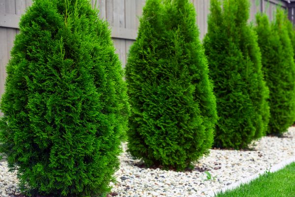Arborvitae Planting in Oakland