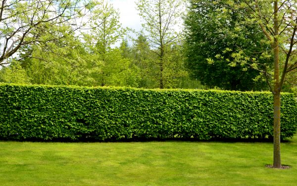 Hedge Planting in Oakland