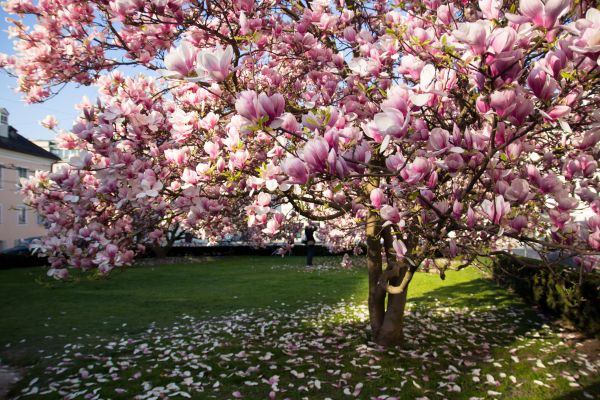 Magnolia Tree Planting in Oakland