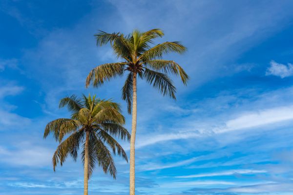 Palm Tree Planting in Oakland