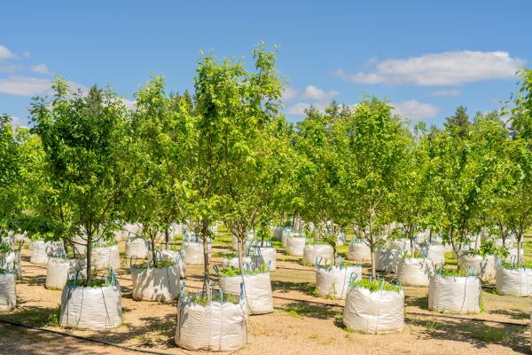 Tree Planting Service in Oakland