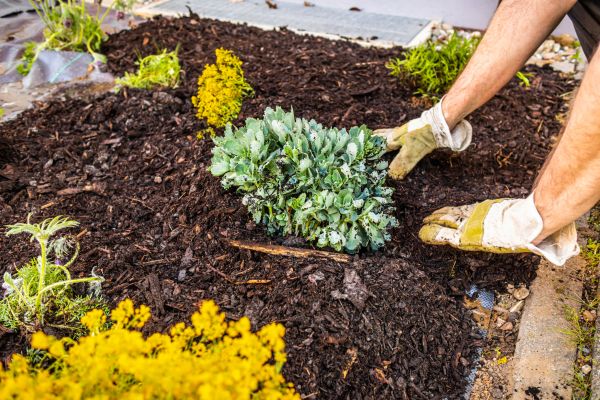 Weeding And Mulching in Oakland