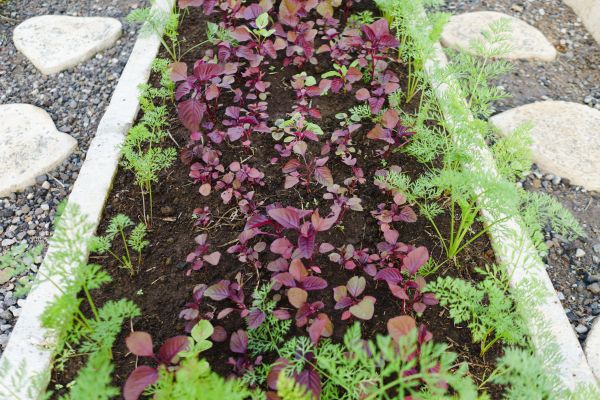 Edging Installation in Oakland