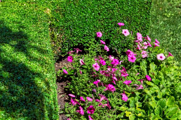 Softscaping Service in Oakland