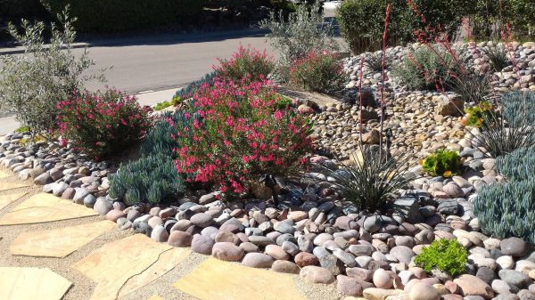 Xeriscape Landscaping in Oakland
