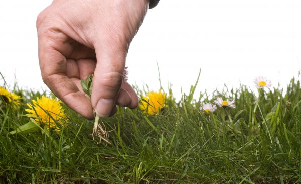 Lawn Weeding in Oakland