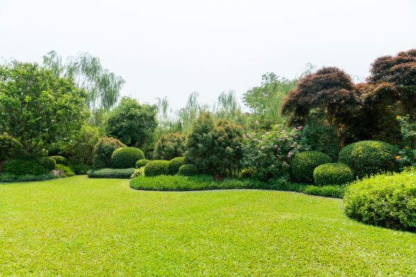 Tree Landscaping in Oakland