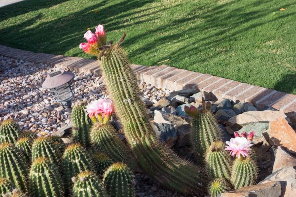 Desert Landscaping in Oakland