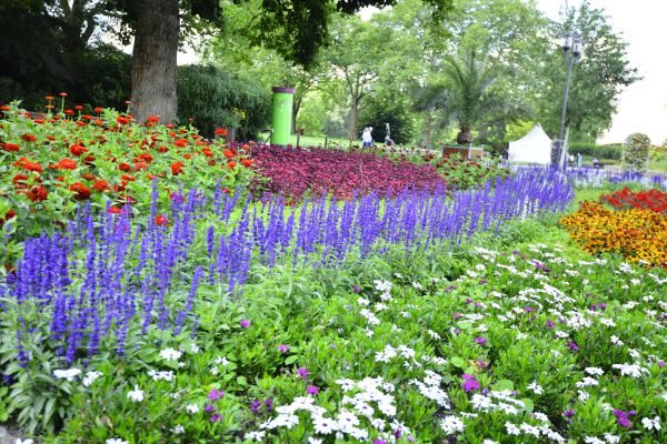 Perennials Planting in Oakland