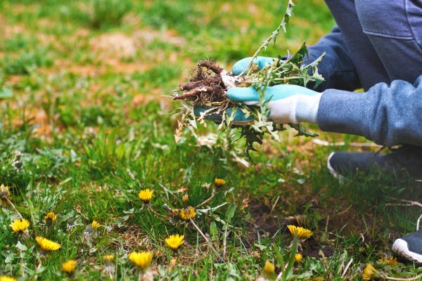 Flower Bed Clearing in Oakland