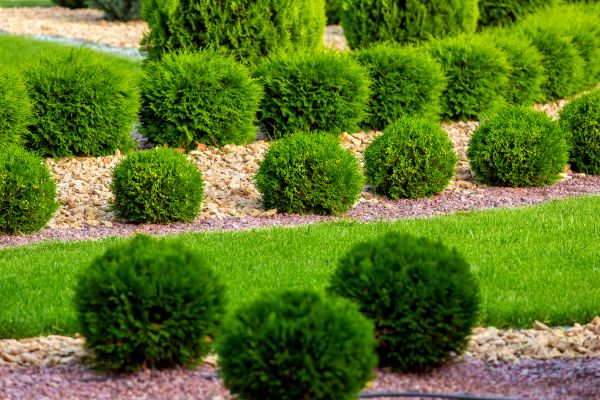 Bush Replacement in Oakland