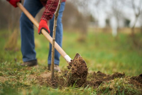 Trees Planting in Oakland