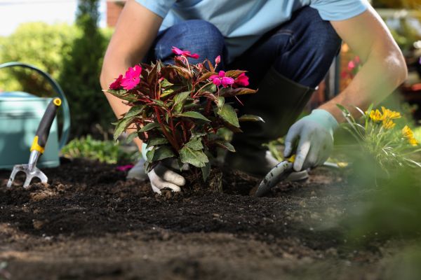 Plant Replacement in Oakland