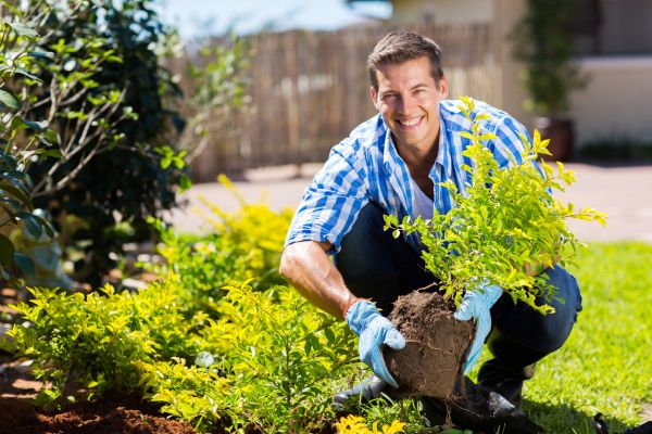 Shrub Landscaping in Oakland
