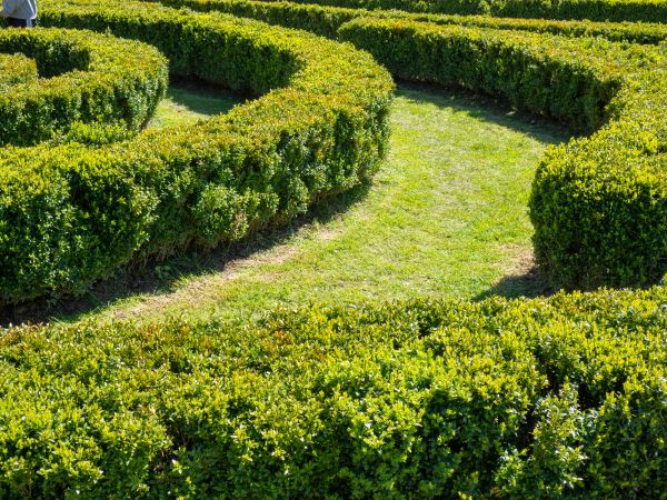 Bush Landscaping in Oakland