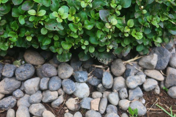 River Stone Installation in Oakland
