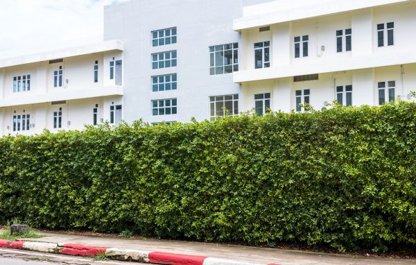 Privacy Landscaping in Oakland