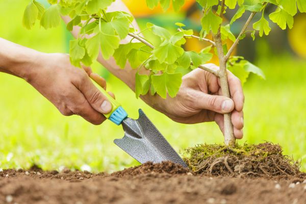 Fruit Tree Planting in Oakland