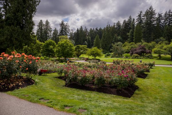 Flower Garden Landscaping in Oakland