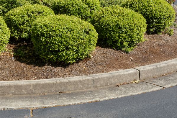 Pine Mulch Installation in Oakland