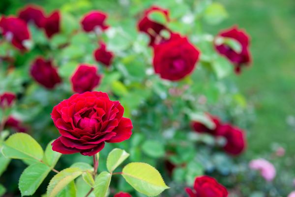 Rose Planting in Oakland