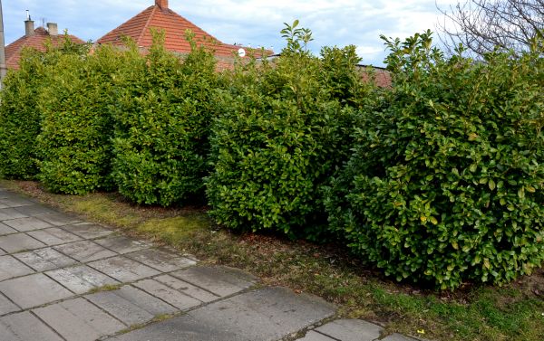 Privacy Shrub Installation in Oakland