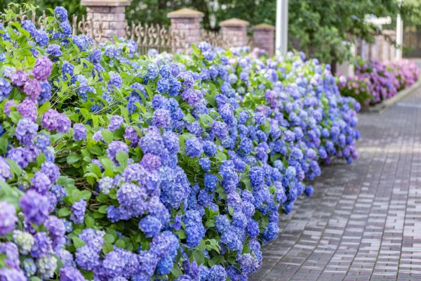 Hydrangea Landscaping in Oakland