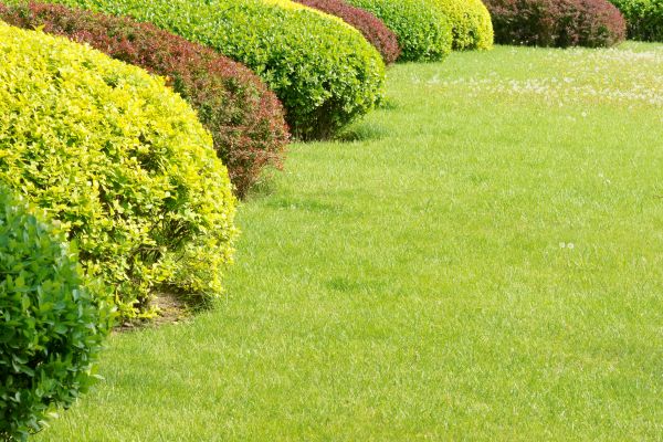 Shrubbery Planting in Oakland