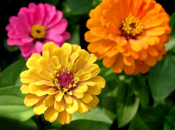 Zinnia Planting in Oakland