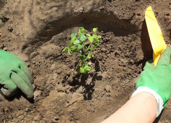 Rose Bush Planting in Oakland