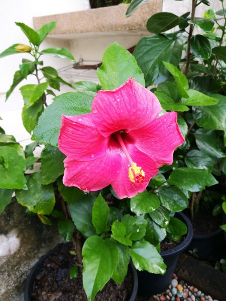 Hibiscus Planting in Oakland
