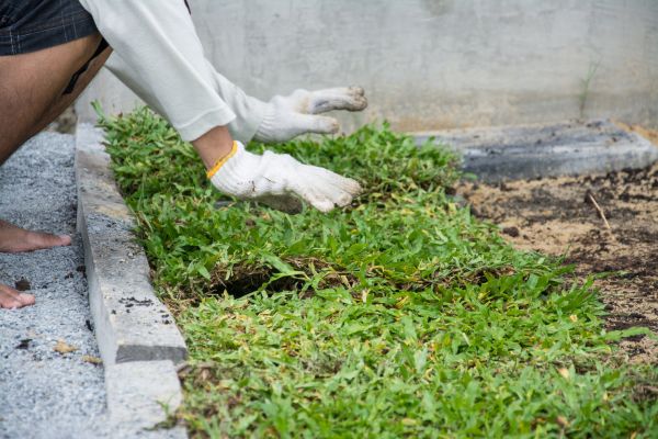 Ground Cover Planting in Oakland