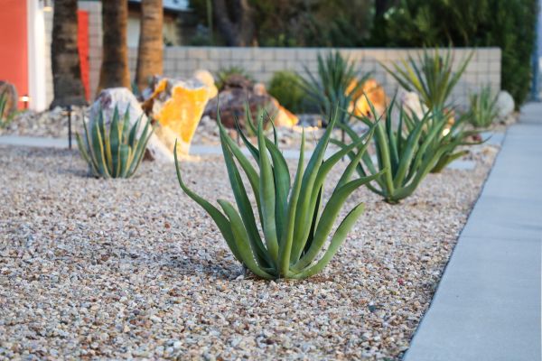 Drought Resistant Landscaping in Oakland