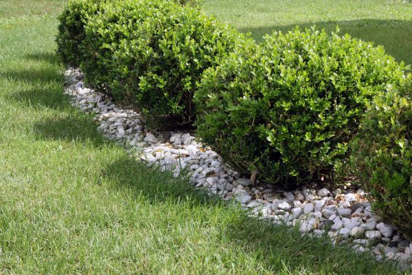 Boxwood Planting in Oakland