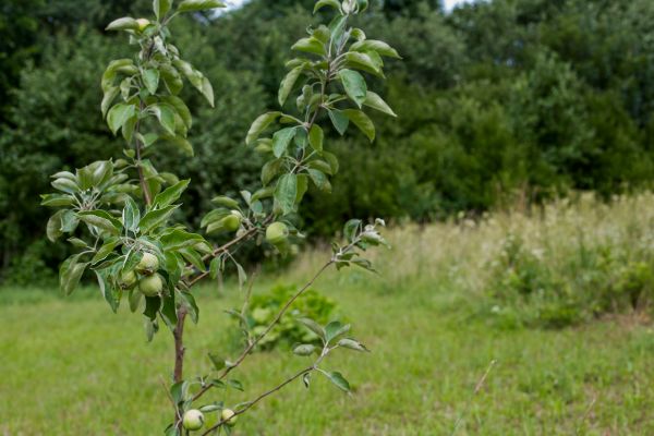 Apple Tree Planting in Oakland