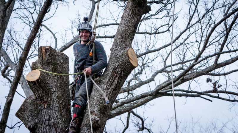 Arborist Tree Service