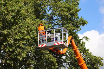 Tree Care and Pruning