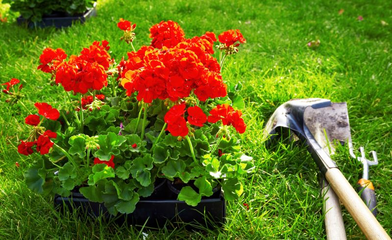 Zinnia Planting